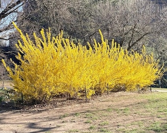 1 Forsythia Shrub in a Quart Container