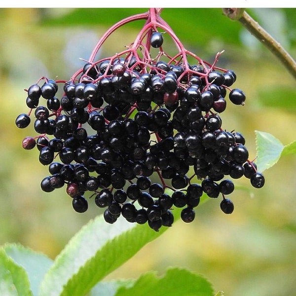 1 plants de sureau dans un récipient d'un litre (Sambucus canadensis)