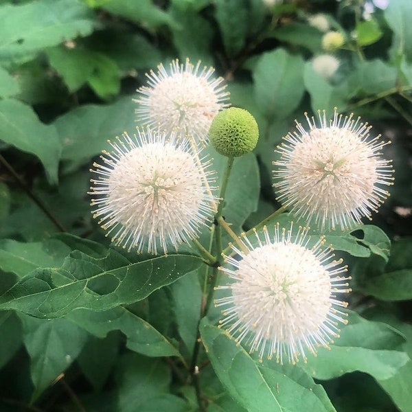 1 Buttonbush Plant in a Quart Container