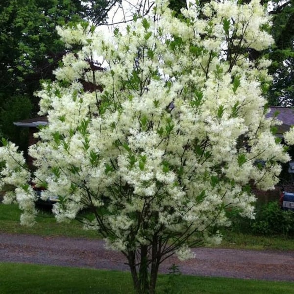 1 White Fringe Tree in a Quart Container