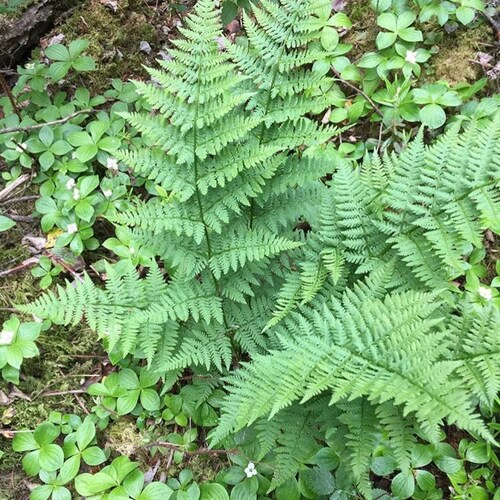 10 Lady Ferns (Bare Root)