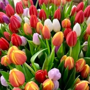 50 Tulip Bulbs (Mixed Colors)