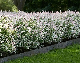 1 Nishiki “Dappled” Willow in a Quart Container