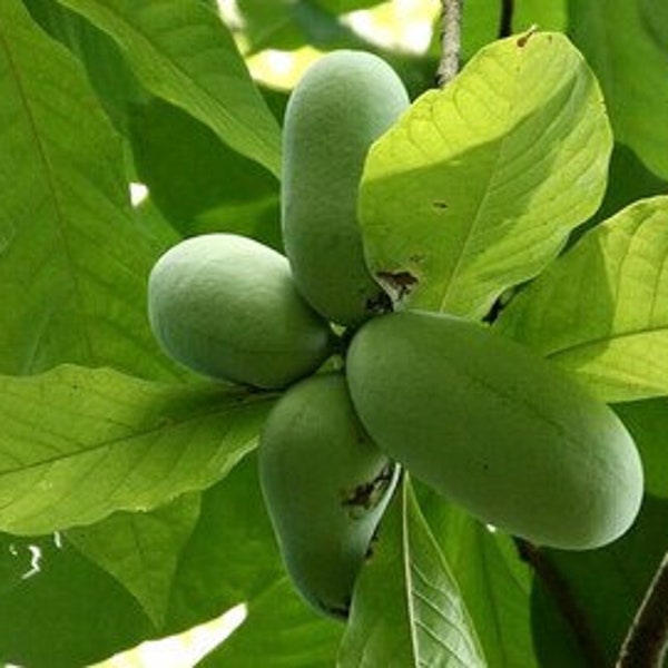 1 Pawpaw Tree in a Quart Container