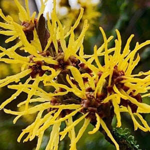 1 American Witch Hazel Plant in a Quart Container