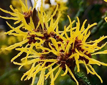1 American Witch Hazel Plant in a Quart Container