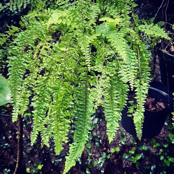 10 Christmas Ferns (Bare Root)