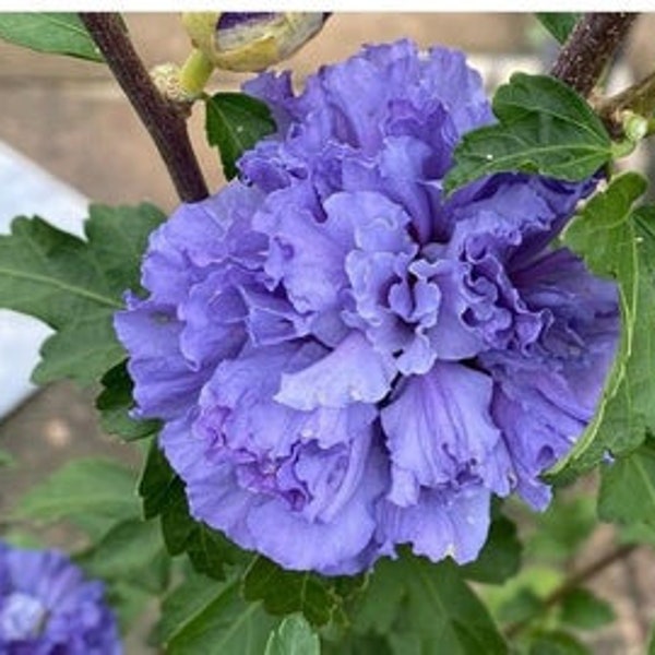 1 Purple Althea in a Quart Container