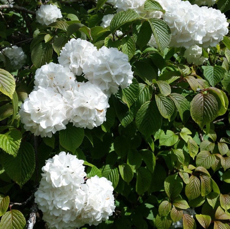 1 Japanese Snowball viburnum Plicatum in Quart Container Etsy