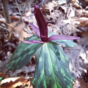 10 Assorted Trillium Roots - Etsy