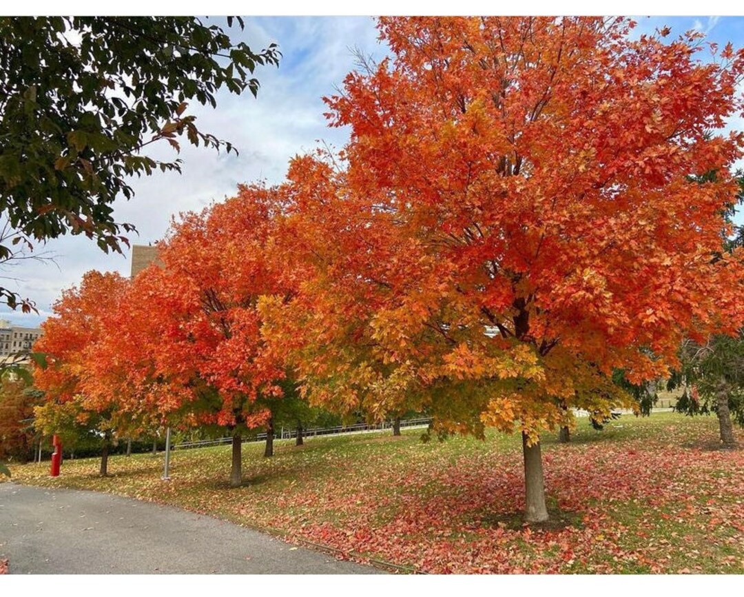 1 Sugar Maple Tree in a Quart Container - Etsy