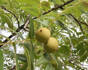 5 Black Walnut Trees (bare root) approximately 12-18 inch