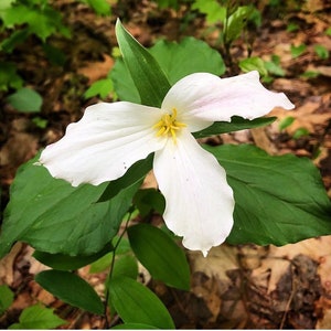 10 Assorted Trillium Roots - Etsy