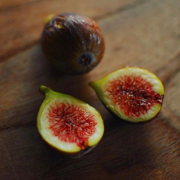 1 Celeste Fig Tree in a 2.5 inch Container