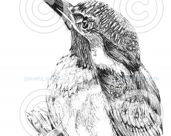 Kingfisher Bird Pen & Ink Print