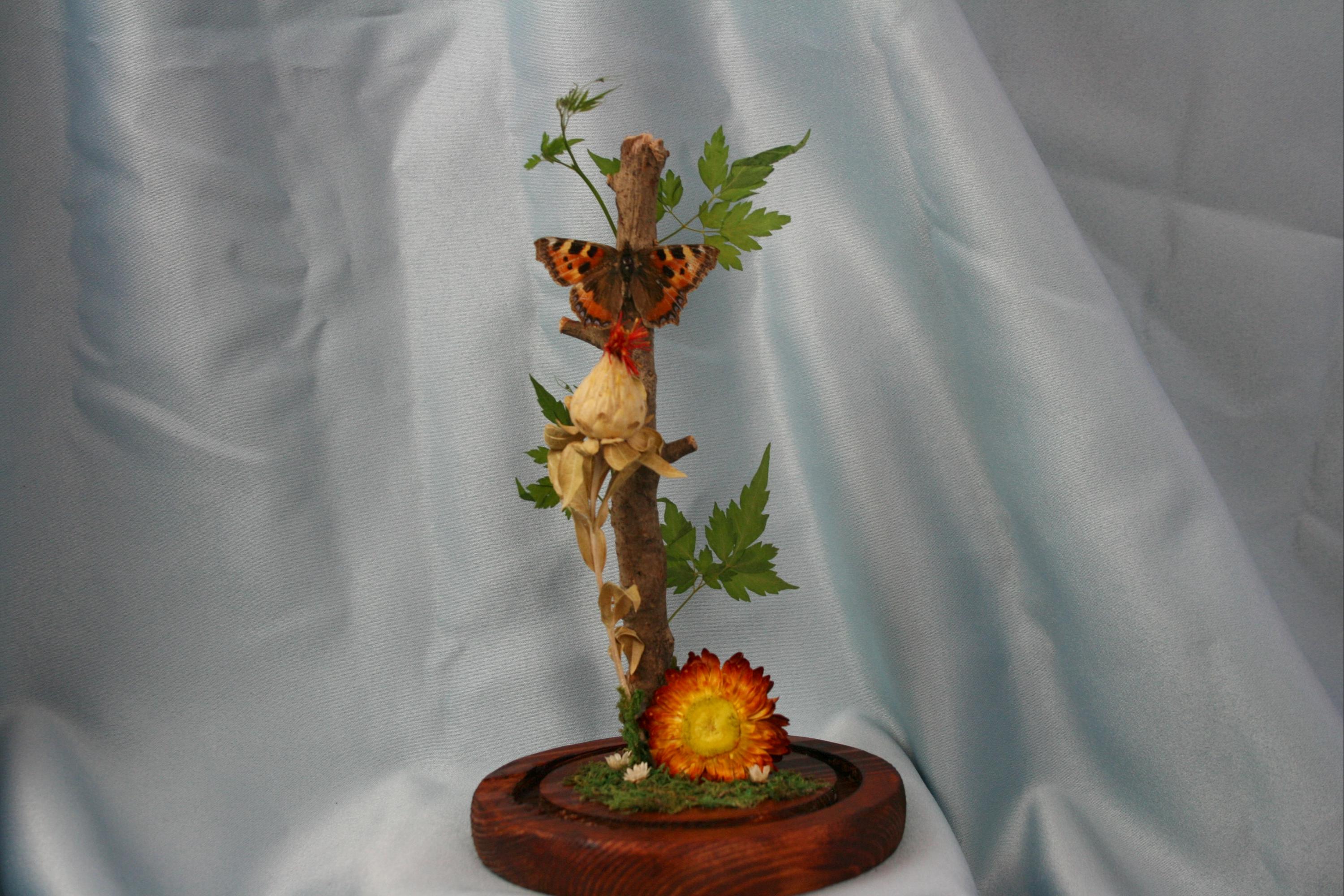 Tortoiseshell Butterfly Taxidermy Display// Mounted Insect, Gift for ...