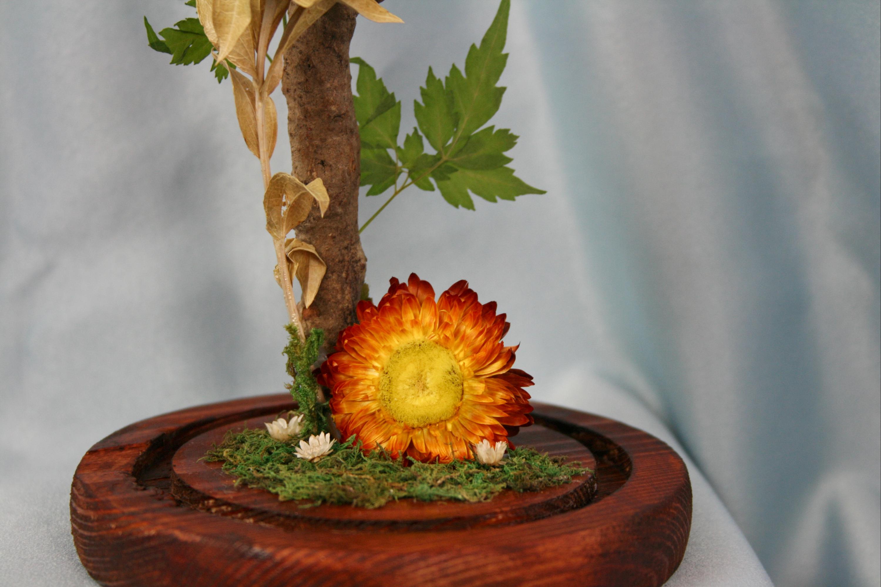 Tortoiseshell Butterfly Taxidermy Display// Mounted Insect, Gift for ...