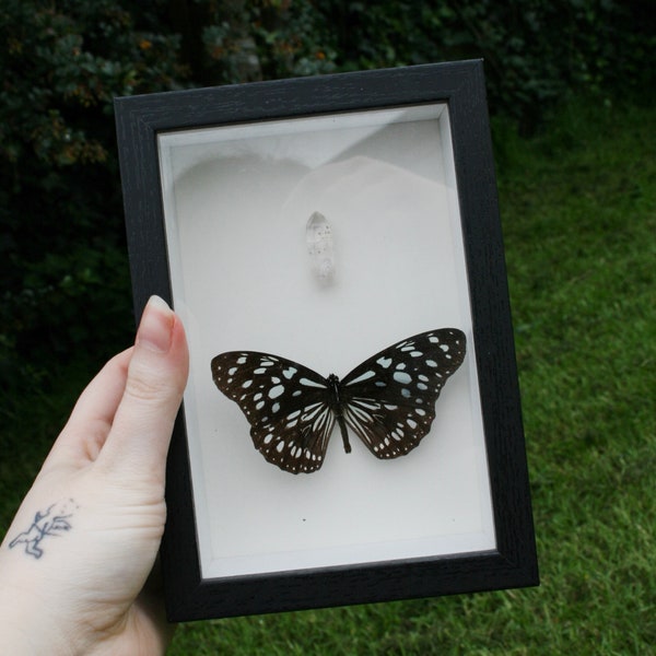 Blue Monarch butterfly in frame// Preserved butterfly, Butterfly specimen, Insect taxidermy, Butterfly decor, Real butterfly display.