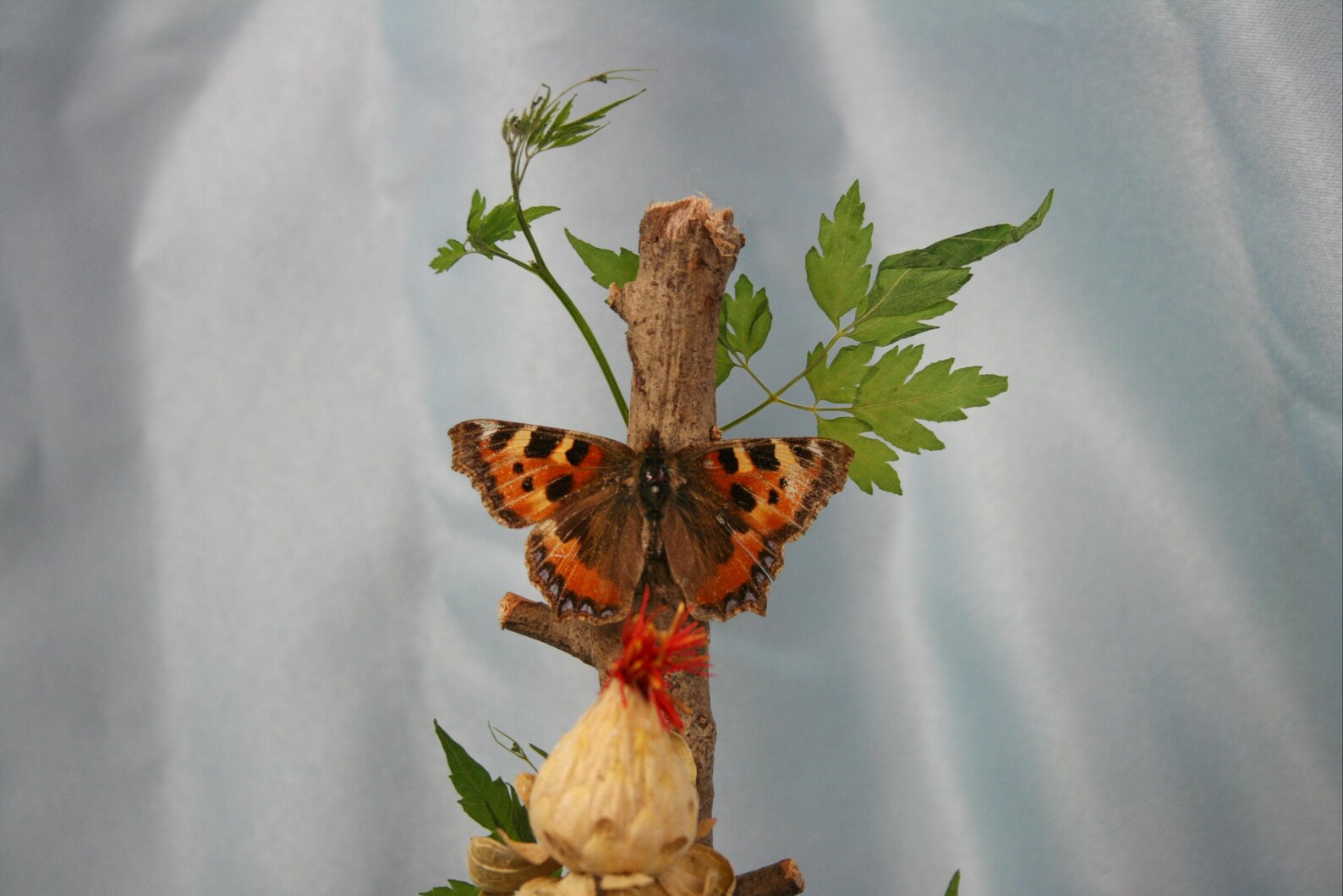 Tortoiseshell Butterfly Taxidermy Display// Mounted Insect, Gift for ...
