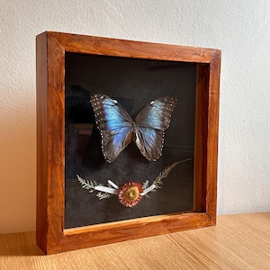 Puede incluir: Una exhibición de mariposas enmarcada. La mariposa tiene alas azules y marrones, sobre un fondo negro. El marco de madera es de color marrón cálido. Un pequeño arreglo floral se encuentra en la parte inferior del marco.