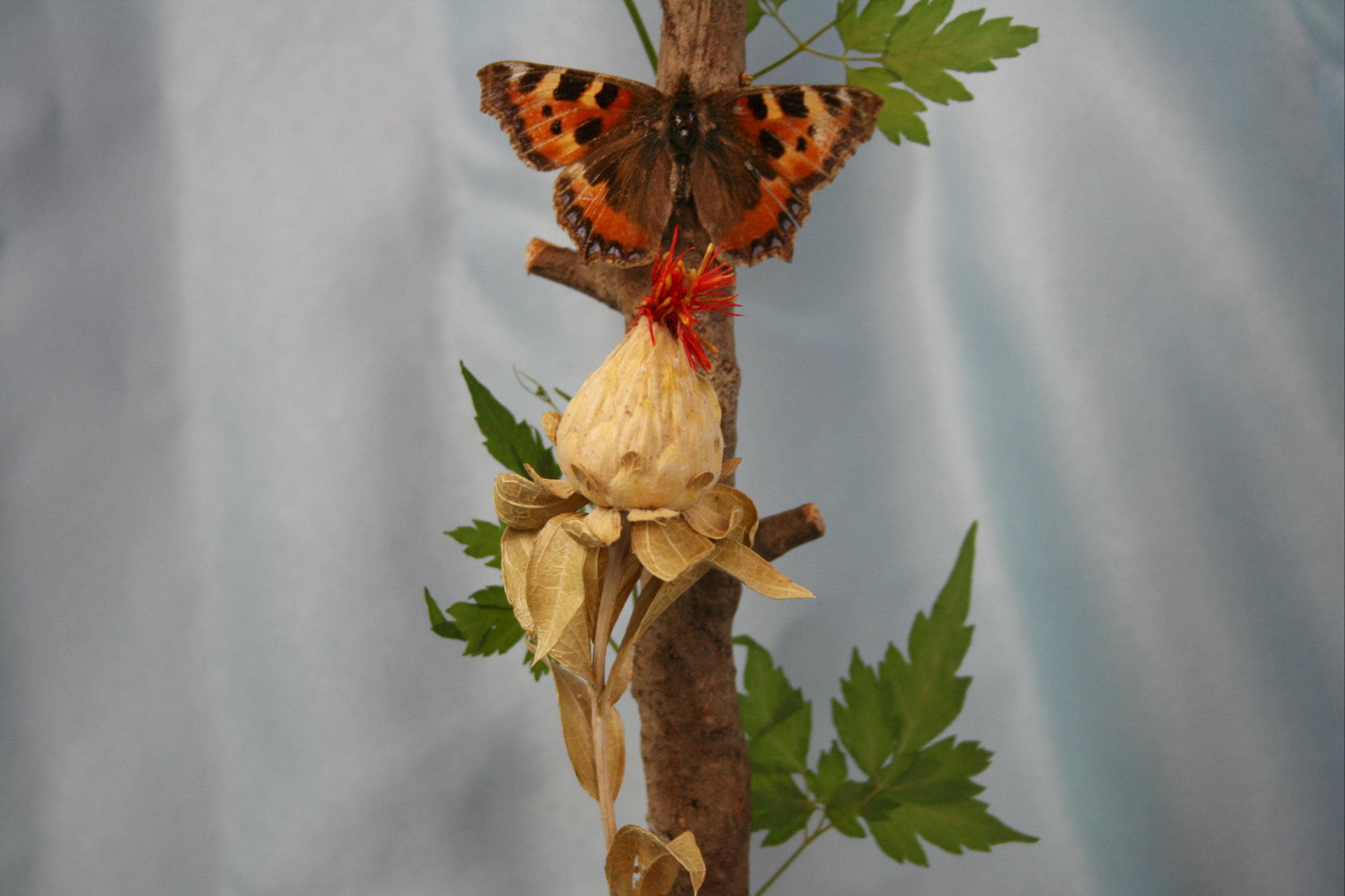 Tortoiseshell Butterfly Taxidermy Display// Mounted Insect, Gift for ...