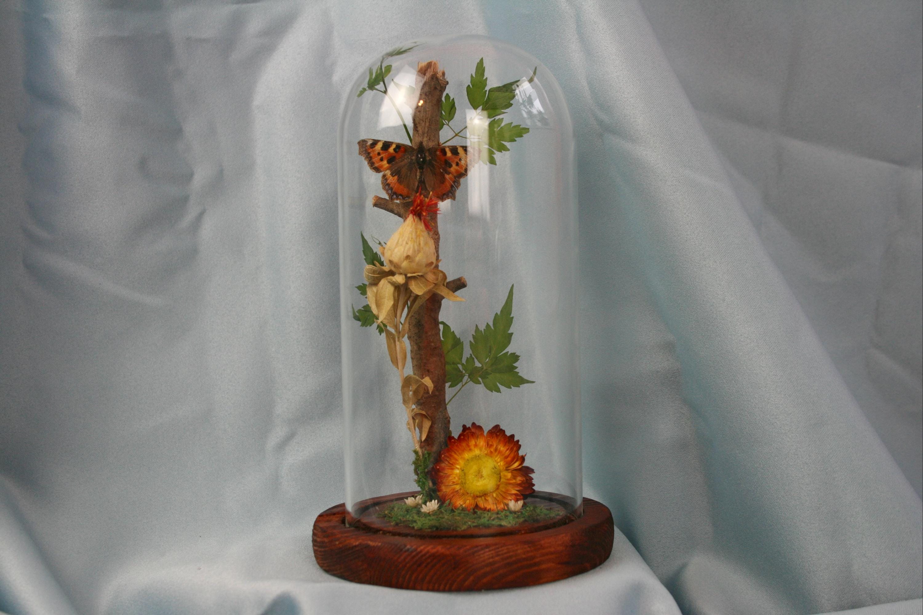 Tortoiseshell Butterfly Taxidermy Display// Mounted Insect, Gift for ...