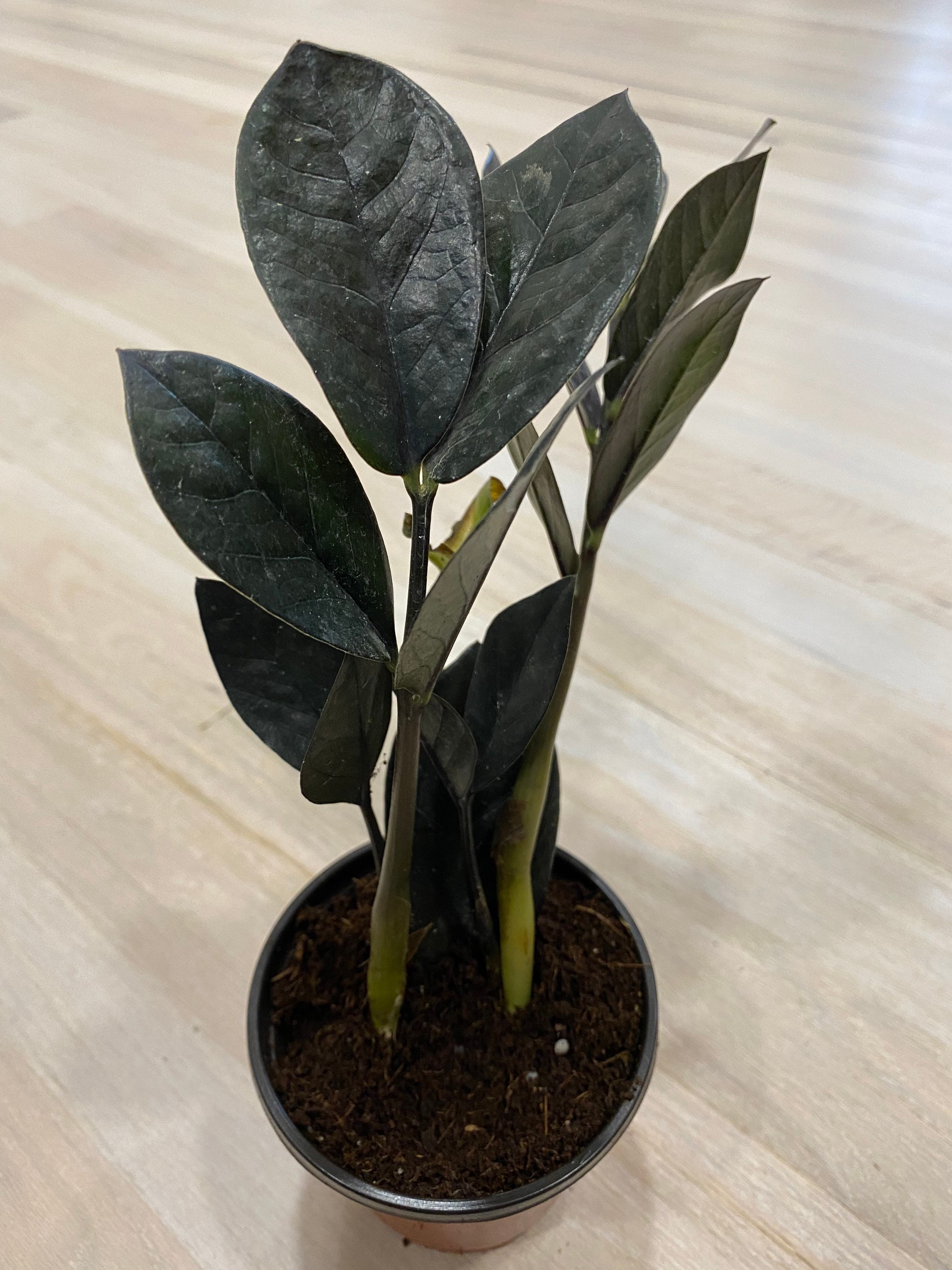Rare Zz Raven Plant You Will Receive 1 Rhizomes Plant Etsy Rare Zz Raven Plant You Will Receive 1 Rhizomes Plant Etsy