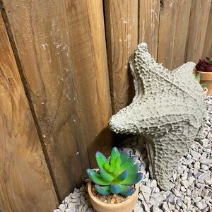 Puede incluir: Una peque&ntilde;a planta suculenta en maceta con hojas verdes y moradas se encuentra sobre una cama de grava gris junto a una estrella de mar de hormig&oacute;n gris.
