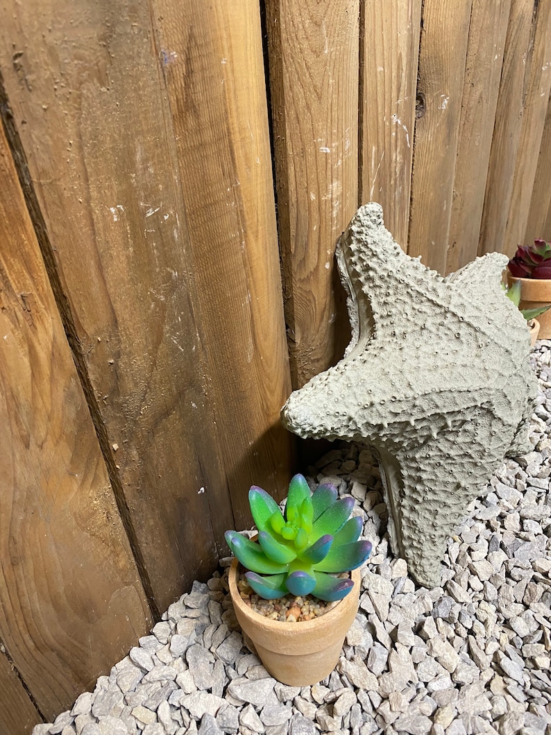 Puede incluir: Una peque&ntilde;a planta suculenta en maceta con hojas verdes y moradas se encuentra sobre una cama de grava gris junto a una estrella de mar de hormig&oacute;n gris.