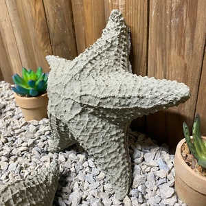 Puede incluir: Una estrella de mar gris con una superficie texturizada, sentada sobre una cama de grava gris. La estrella de mar est&aacute; enfocada, mientras que el fondo est&aacute; desenfocado.