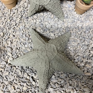 Puede incluir: Dos estrellas de mar de hormig&oacute;n gris sobre un lecho de grava gris.