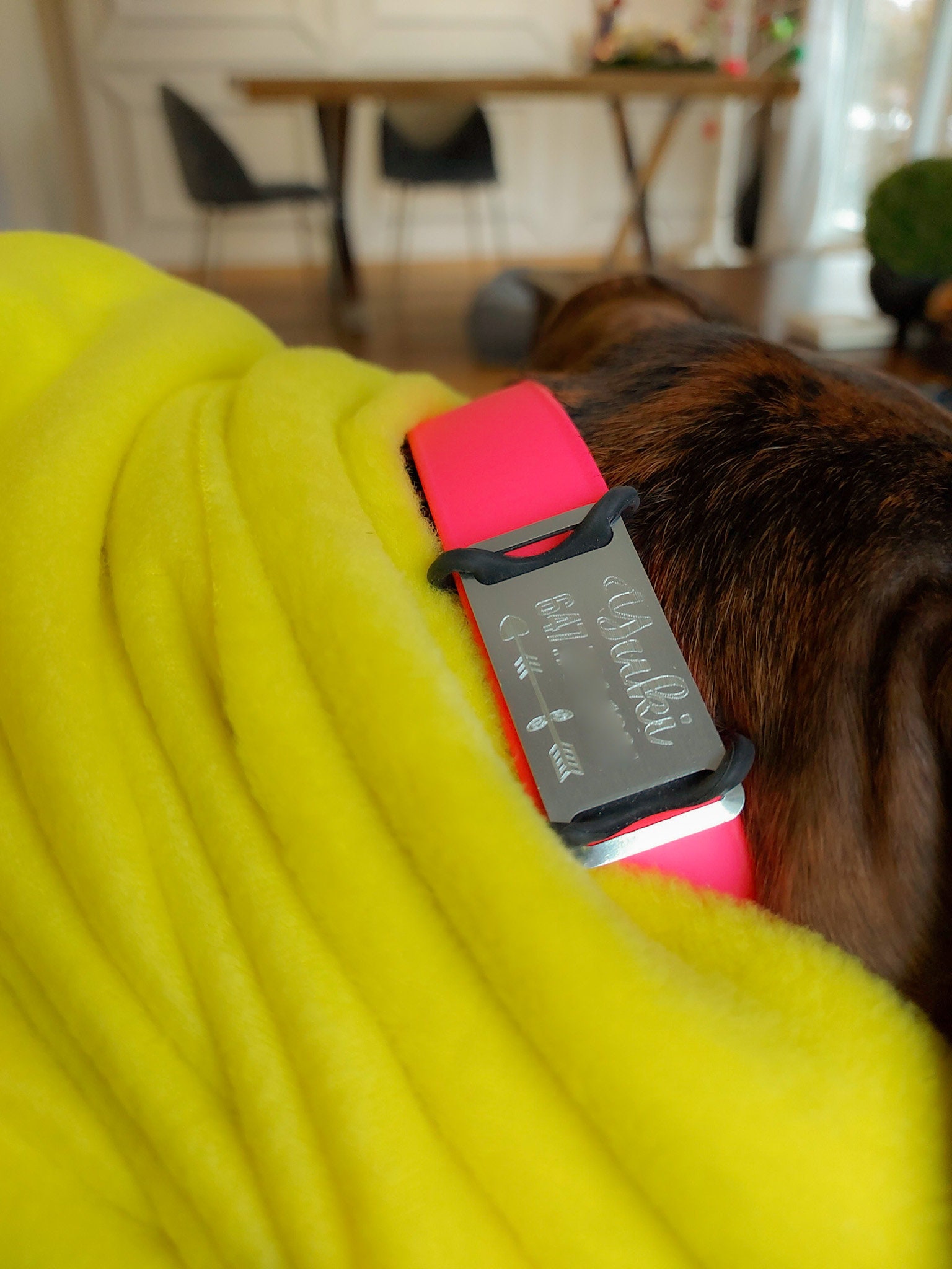 Custom Dog Tag Personalized Dog Tag Slide on Pet Name Tag Etsy Canada