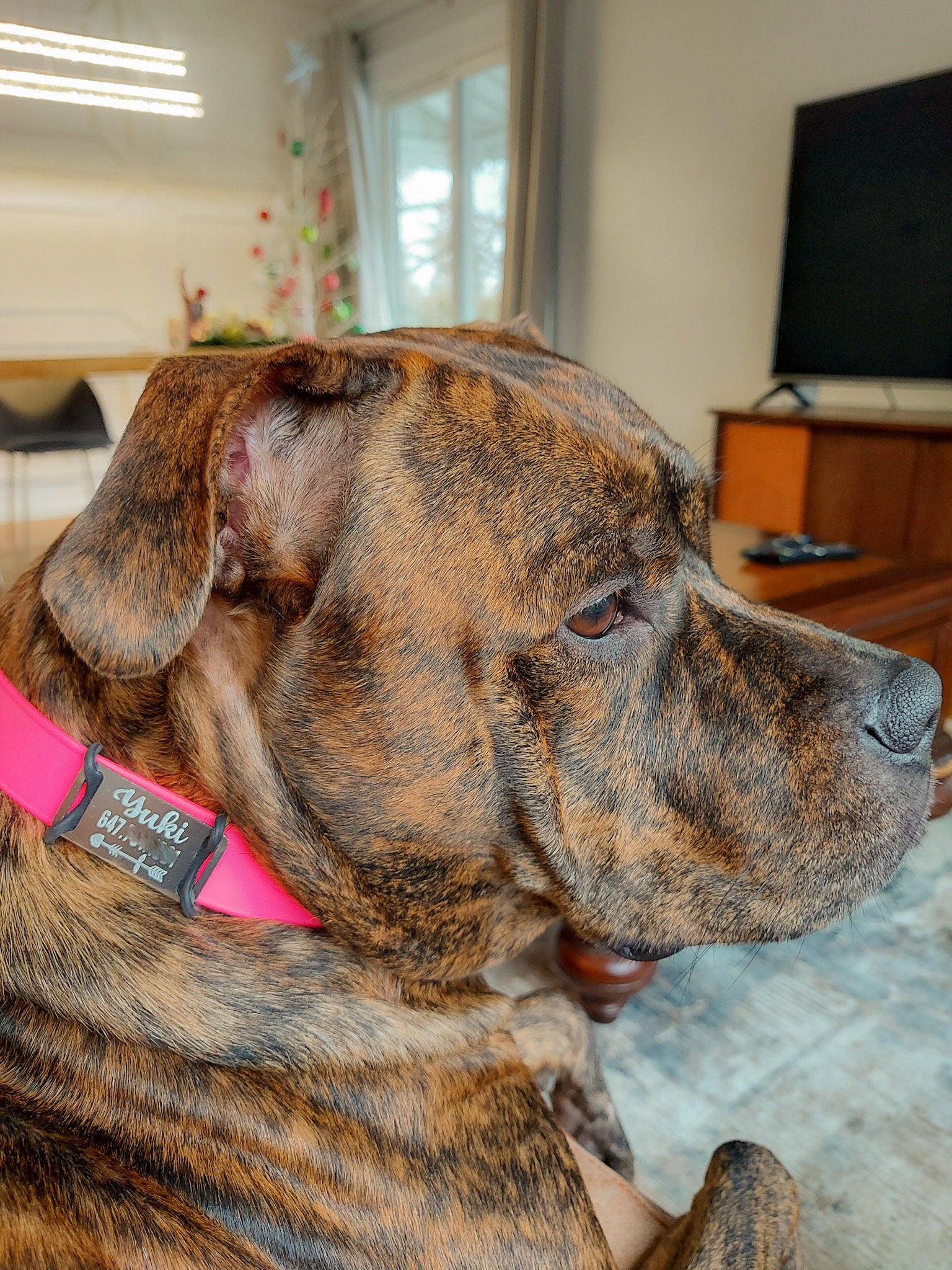 Custom Dog Tag Personalized Dog Tag Slide on Pet Name Tag Etsy Canada