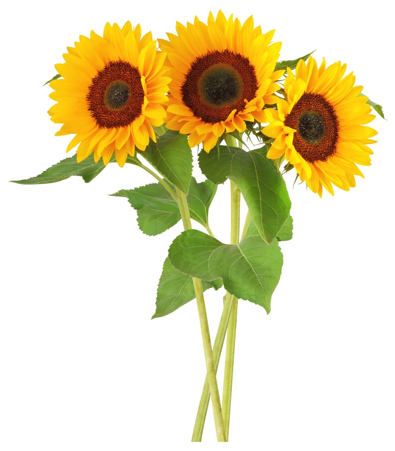 Sticker Sunflower Wall Decal3d Designs Vinyl Home Etsy