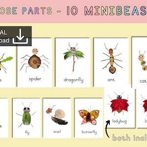 parti sciolte mini attività bestia / carta sulla natura degli insetti / ispirazione Montessori Reggio / studio sulla natura autunnale / idee per la scuola nella foresta