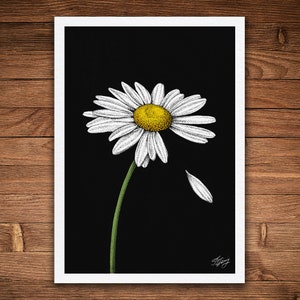 Loves Me Daisy Flower, 5&quot; x 7&quot;, Pen and Ink Print, Floral and Nature Art, Vintage, Botanical Wall Decor, Love