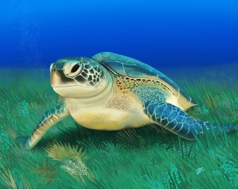 Sea Turtle