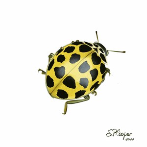 Yellow Ladybug Portrait