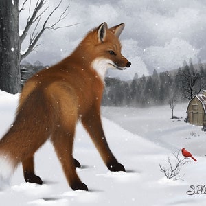 Red Fox In Snow