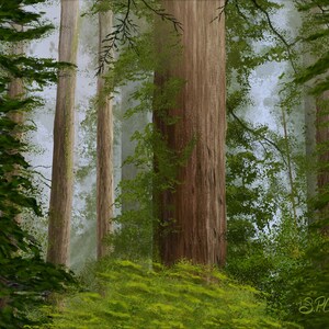 Magnificent Redwoods