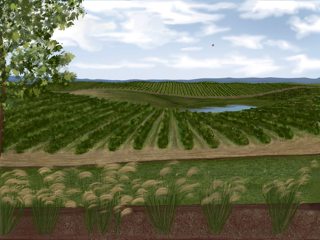 Matchbook Winery From the Patio Etsy