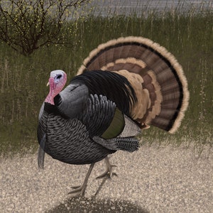 Wild Tom Turkey