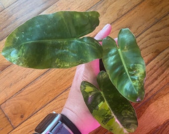 Burle Marx Philodendron Variegated