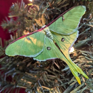 Highly Realistic Luna Moth Figurine With Clip