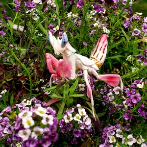 Realistic Orchid Mantis 3D Printed Figurine