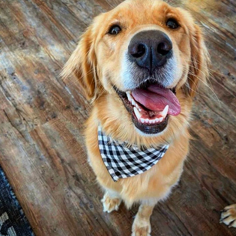 Dog Bandana Matching Scrunchie Combo Match Your Best Friend Etsy