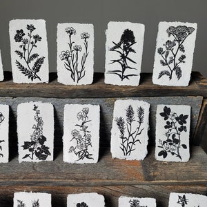 AB Plant Minis RIGID MAILER- Linocut Prints | botanical illustration, horticultural, flowers, weeds, chamomile, echinacea, yarrow, goldenrod
