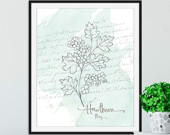 May Birth Flower / Birth Month Flower / Hawthorn / Downloadable Print  / Birth Flower / Floral Printable Art