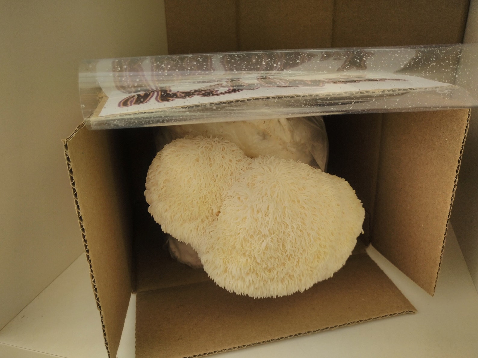 Mushroom Grow Box Kit Lion's Mane Hericium Erinaceus Etsy