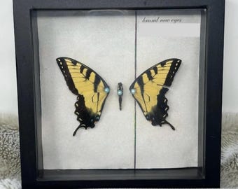 Framed Butterfly (Album Cover Inspired)